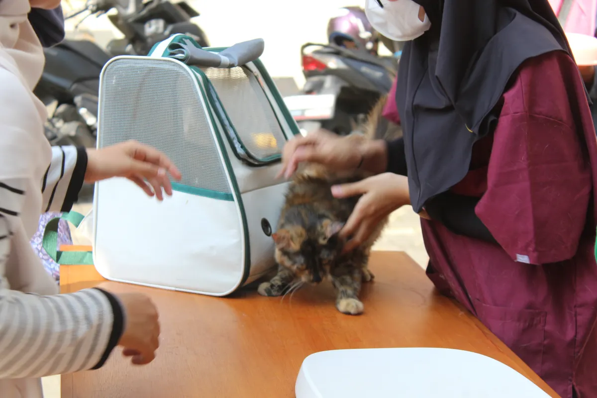 Pelayanan Kesehatan Kucing Komunitas