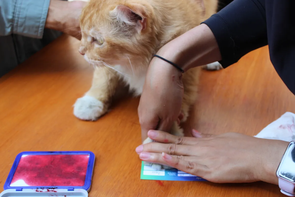 Penerbitan KTA Kucing Muhammadiyah